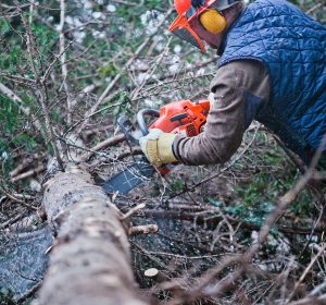 Professional Lumberjack Cutting a big Tree in the Forest during the Winter