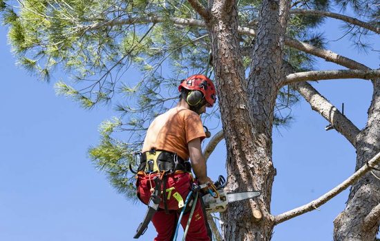 Lumberjack with chainsaw and harness pruning a tree